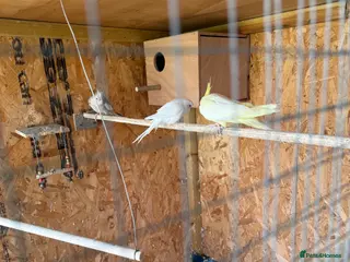 Cockatiels birds Beautiful and healthy cockatiels - Advert 1