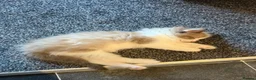 Ragdoll cats for sale: Adorable ragdolls - Advert 3