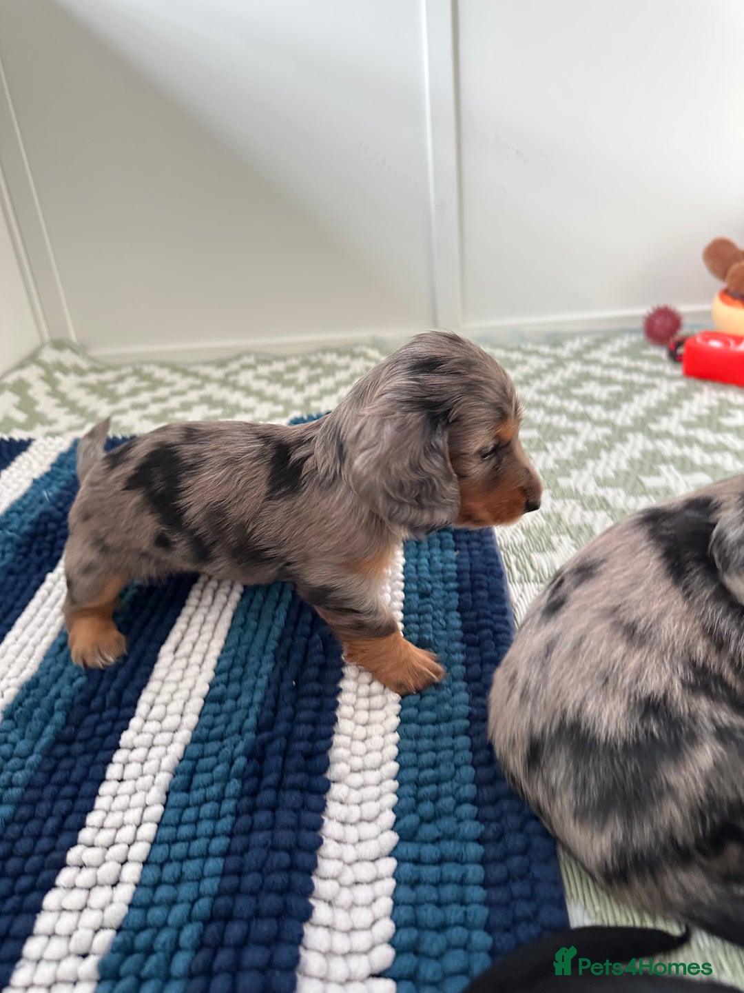 Dachshund dogs for sale: KC reg. Long hair miniature Dachshund puppies  - Image 13