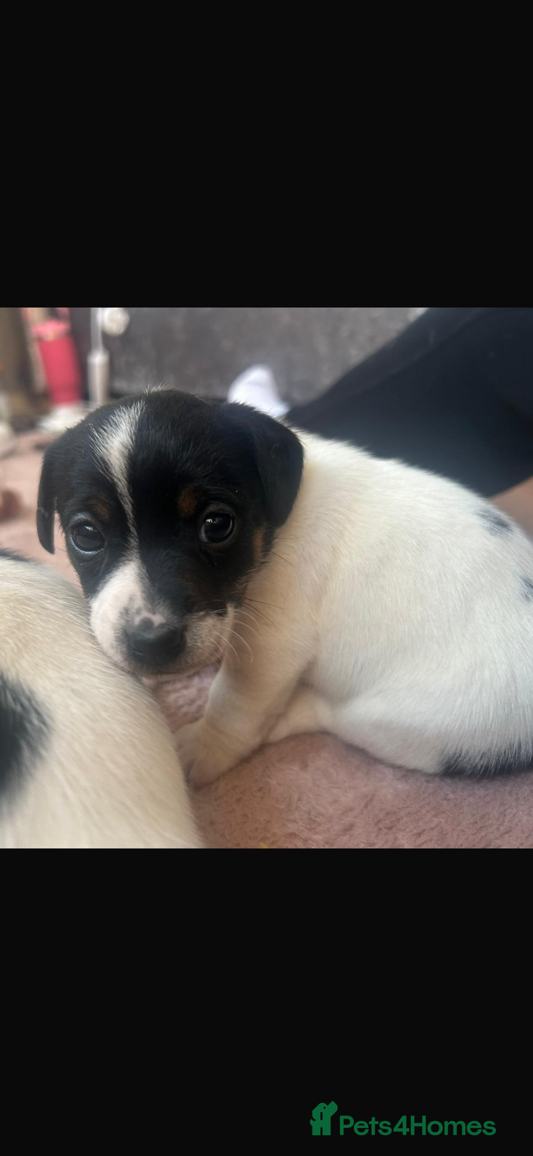 Jack Russell dogs for sale: Short legged Jack Russell puppies - Advert 7