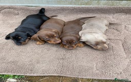 Dachshund dogs for sale: Dachshund  - Image 2