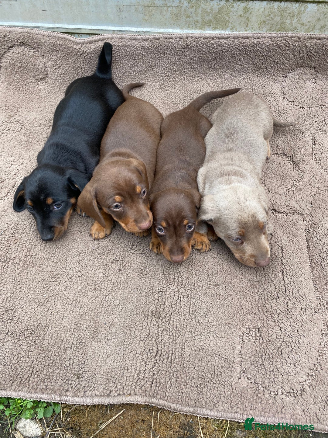 Dachshund dogs for sale: Dachshund  - Image 2