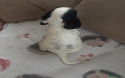Cocker Spaniel dogs for sale: Adorable Show type cocker spaniel puppy’s  - Image 32