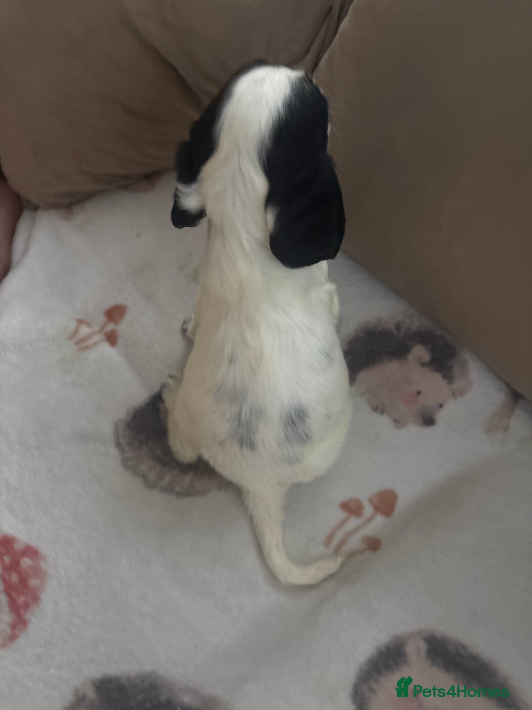Cocker Spaniel dogs for sale: Adorable Show type cocker spaniel puppy’s  - Image 32