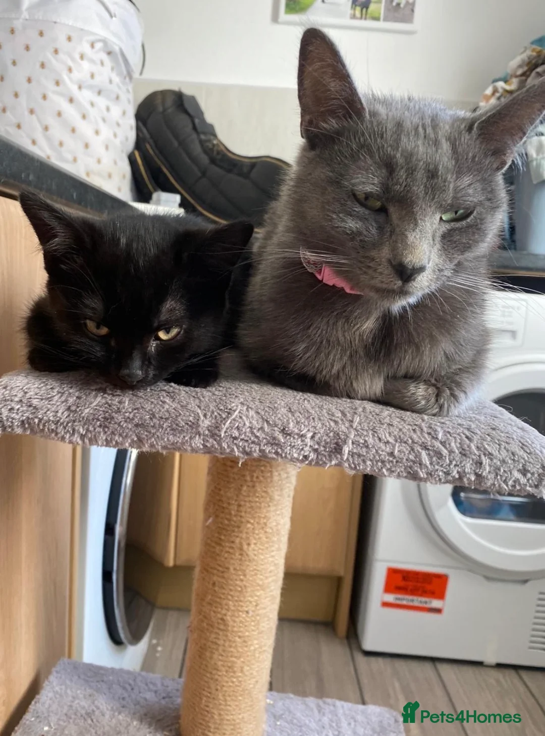 Mixed Breed cats for sale: Adorable kittens - Advert 11