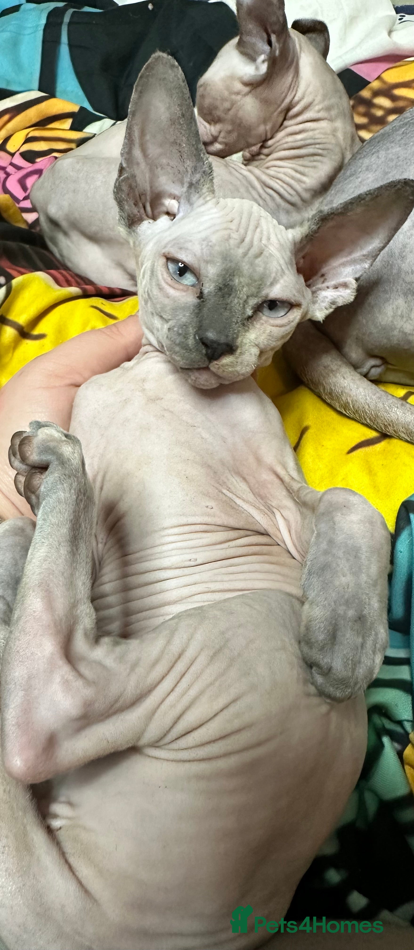 Sphynx cats Beautiful loving Sphynx ready to go now  - Advert 4