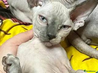 Sphynx cats Beautiful loving Sphynx ready to go now - Advert 4