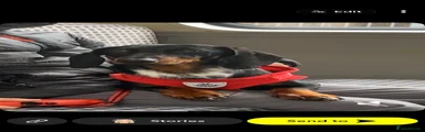 Miniature Dachshund 1