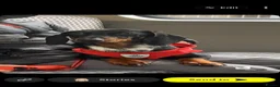 Miniature Dachshund dogs for sale: Miniature dachshund - Advert 4