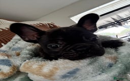 French Bulldog dogs for sale: KC Registered French Bulldog puppies ready to go - Image 30