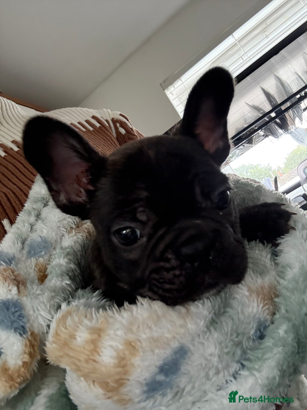 French Bulldog dogs for sale: KC Registered French Bulldog puppies ready to go - Image 30