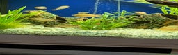 Cichlids fish for sale: Jewel cichlids for new homes - Advert 4