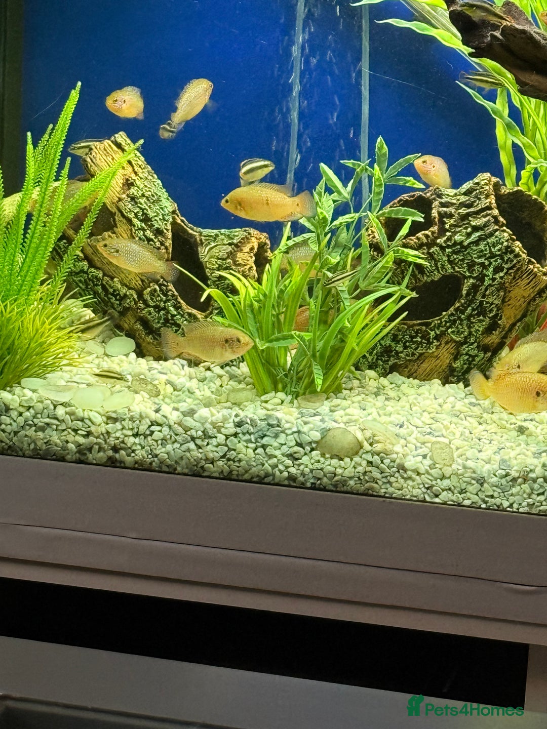 Cichlids fish for sale: Jewel cichlids for sale - Image 4