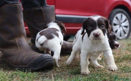 English Springer Spaniel dogs for sale: 2 Lovely Male Springer Spaniels - Image 25