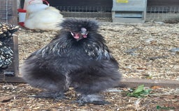 Chickens poultry for sale: Silkie cockerell - Advert 4