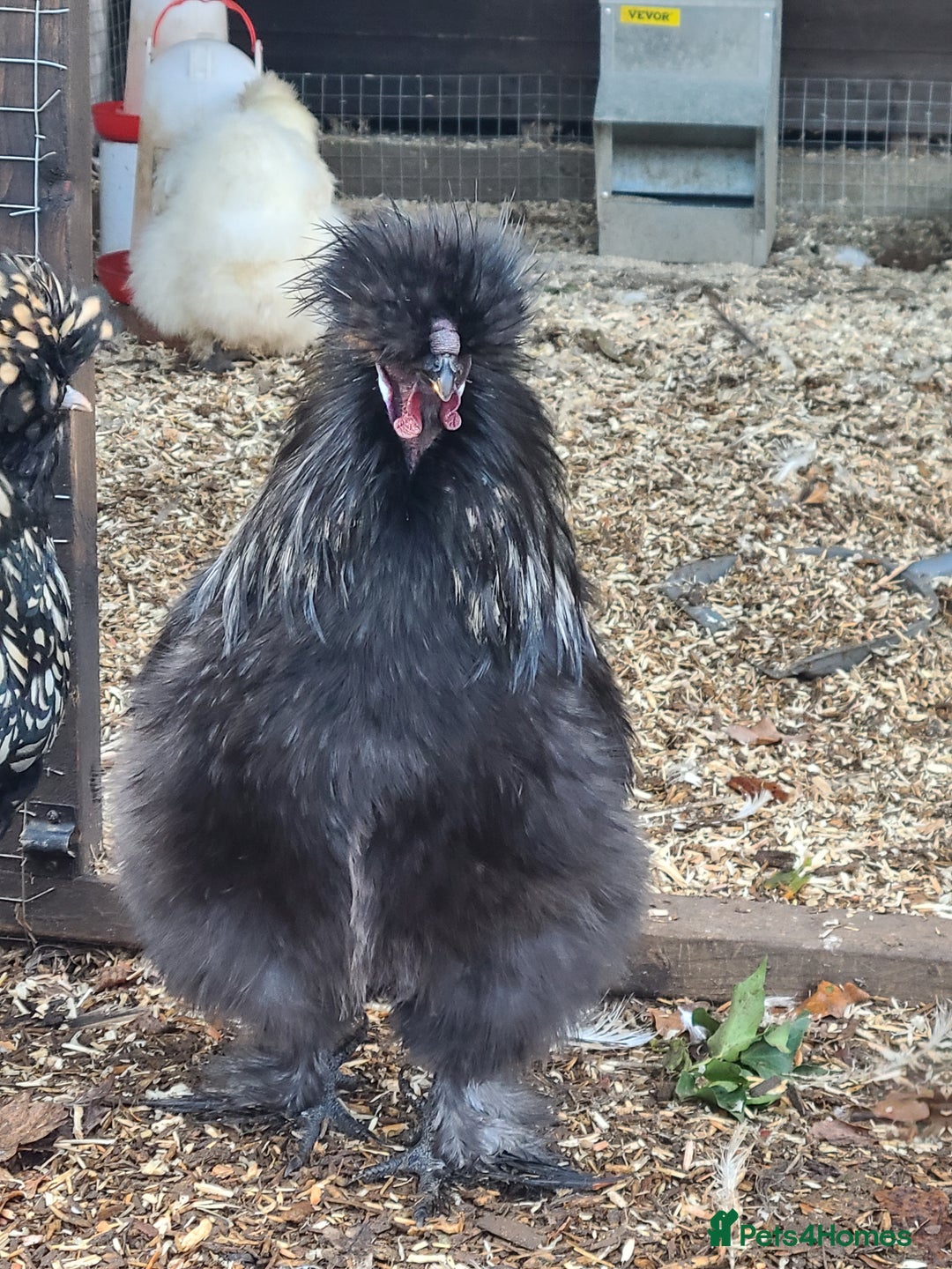 Chickens poultry for sale: Silkie cockerell - Advert 4