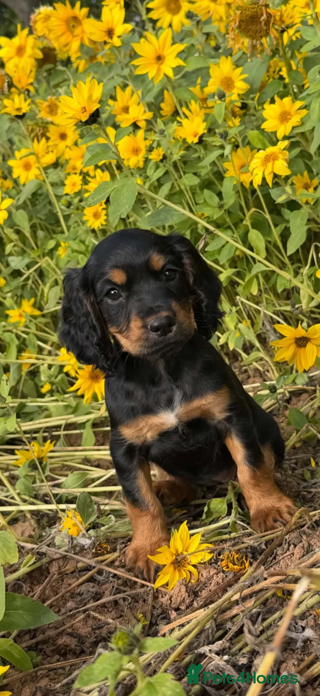 Cocker Spaniel dogs for sale: Working Cockers - Advert 14