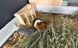 Guinea Pig rodents for sale: 3 male guinea pigs - Image 3