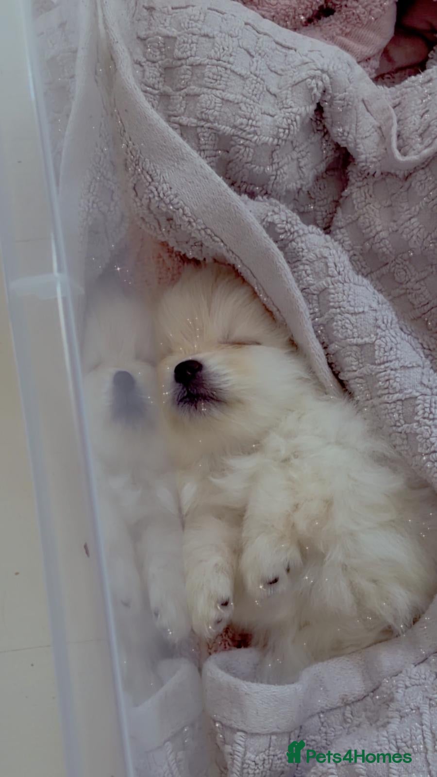 Pomeranian dogs 5 beautiful pomeranian puppy’s 💖💙 - Advert 17