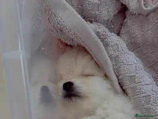 Pomeranian dogs 5 beautiful pomeranian puppy’s 💖💙 - Advert 17