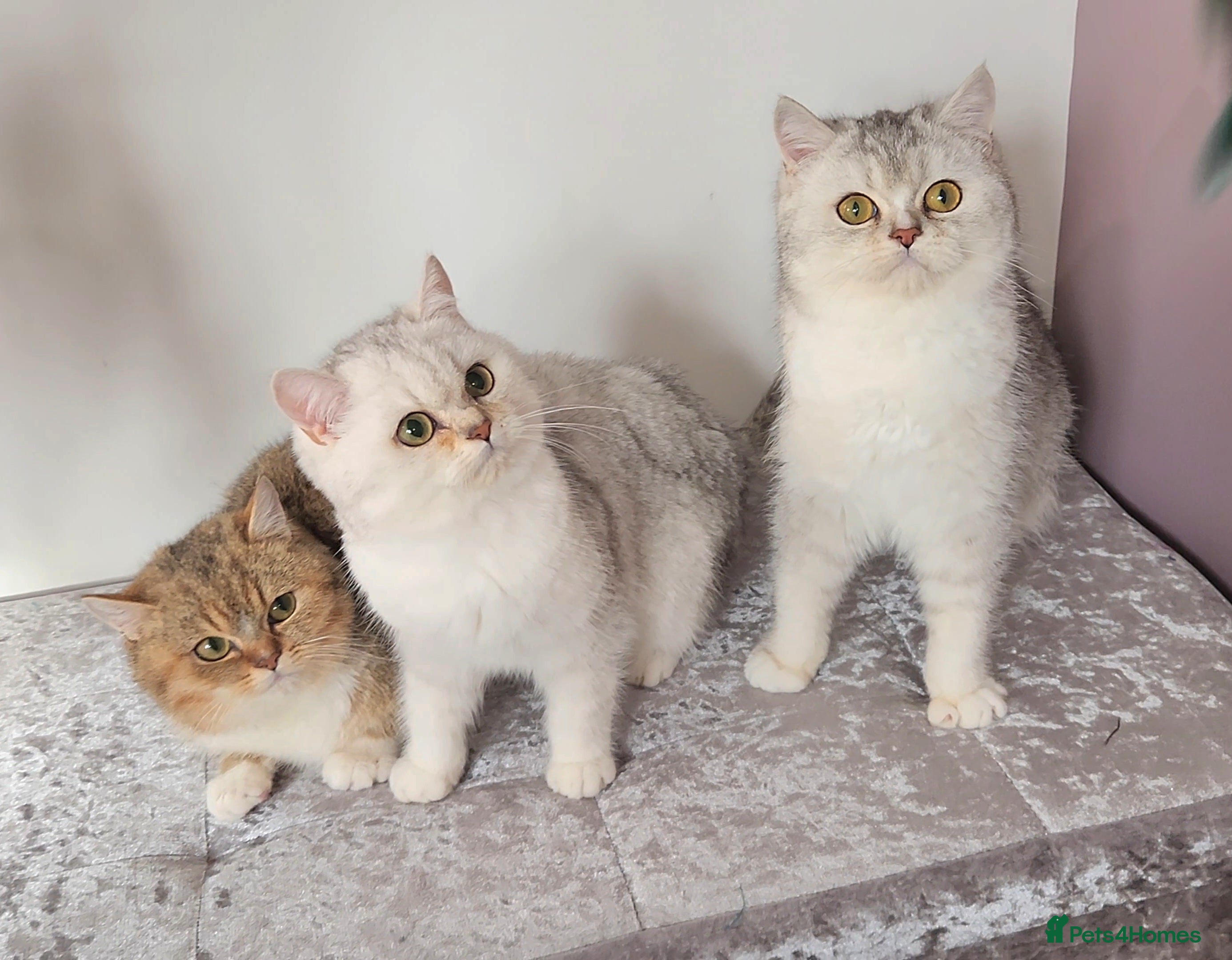 British Shorthair cats 🏆 Pedigree Silver British Shorthair Kittens 🏆 - Advert 15