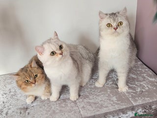 British Shorthair cats 🏆 Pedigree Silver British Shorthair Kittens 🏆 - Advert 14