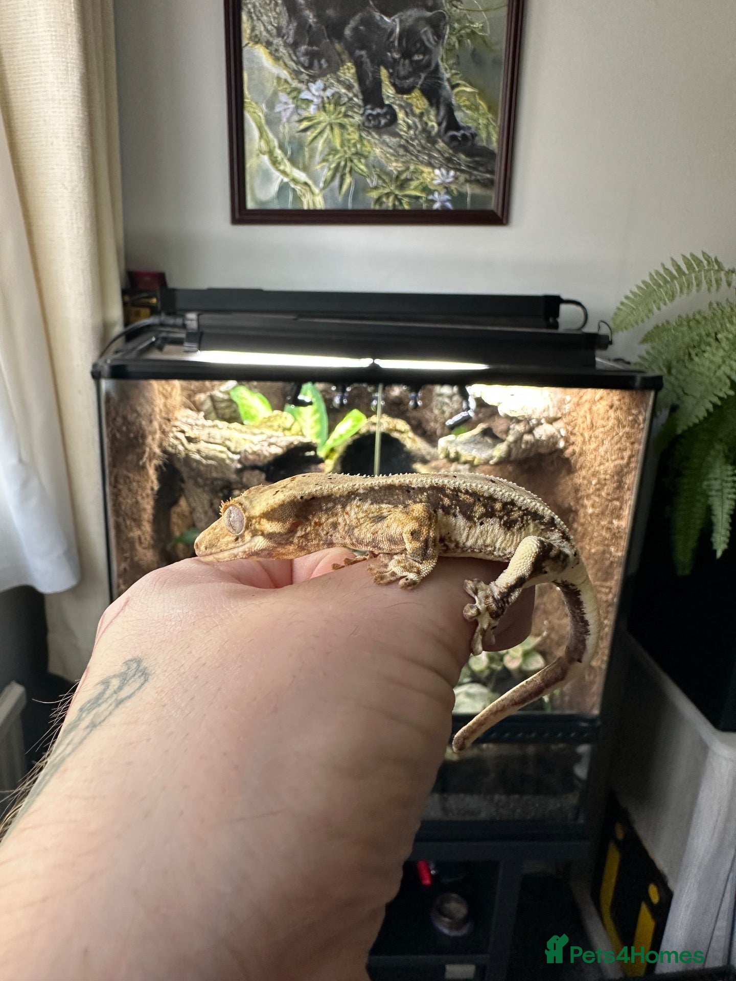 Gecko reptiles Lily white crested gecko  - Advert 2