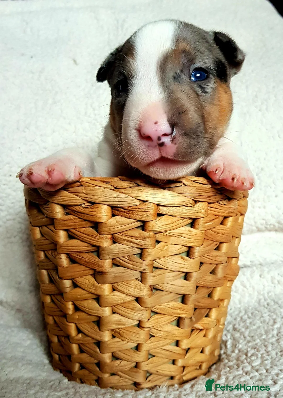 Miniature Bull terrier dogs for sale: AKC & KC Registered Miniature English bull terrier - Advert 1