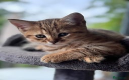British Shorthair cats for sale: British Gold Shorthair - Image 1