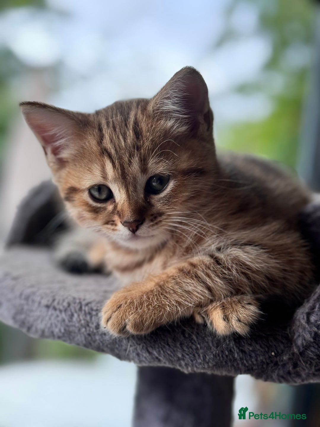 British Shorthair cats for sale: British Gold Shorthair - Image 1