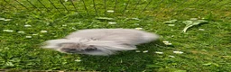 Lionhead rabbits for sale: Teddywidder doe in Swadlincote - Advert 2