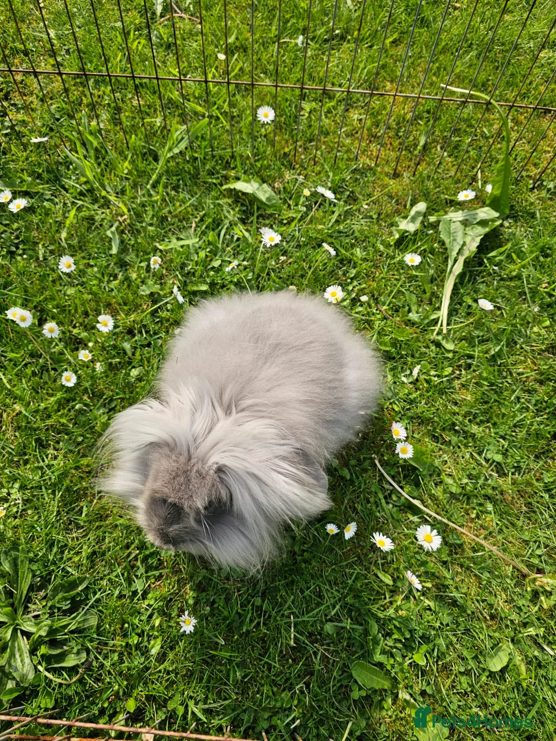 Lionhead rabbits for sale: Teddywidder doe in Swadlincote - Advert 2
