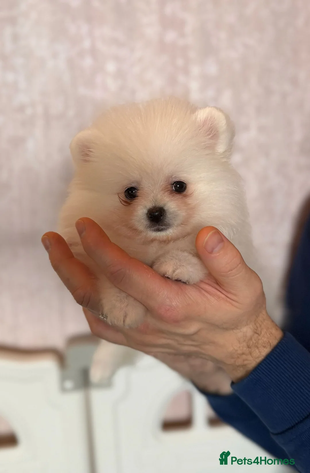 Pomeranian dogs for sale: Teddy Face Poms Puppies European Champion Lines - Advert 19