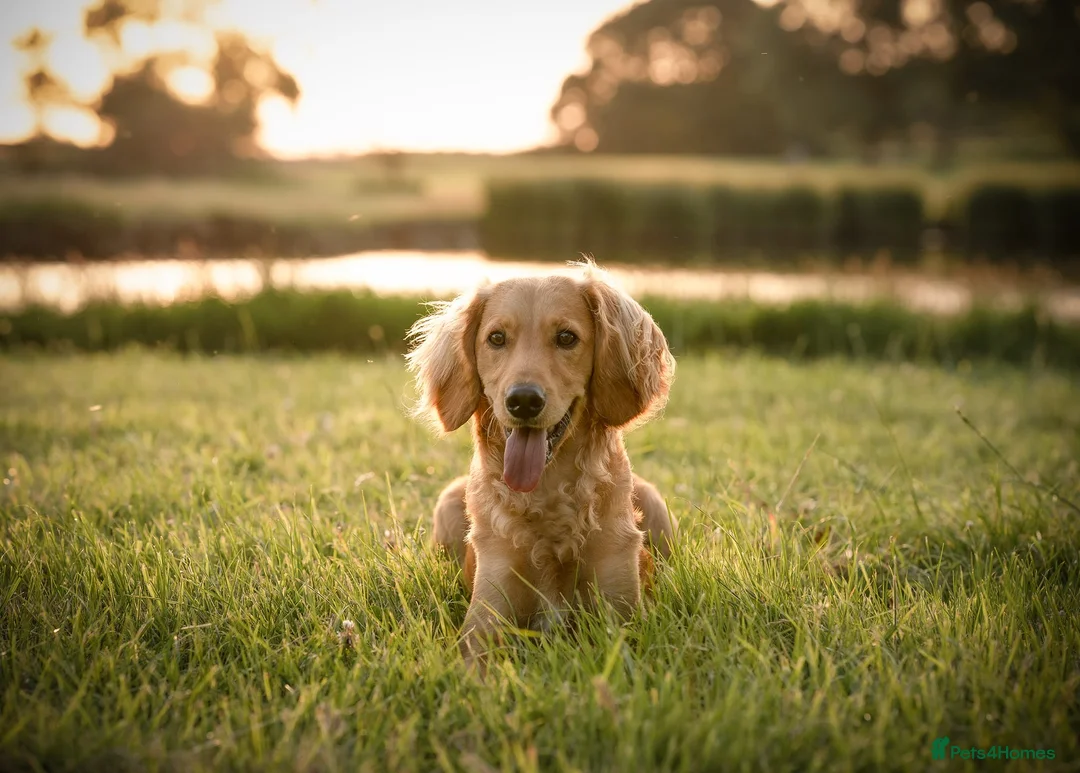 Cockapoo dogs for stud: Male cockapoo for stud  in Great Yarmouth - Advert 1