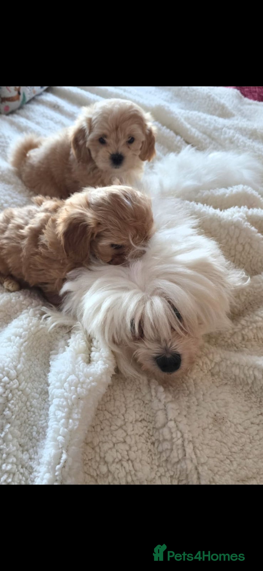 Maltipoo dogs for sale: 4 Stunning F1 Asian Maltipoos Health checked  - Advert 2