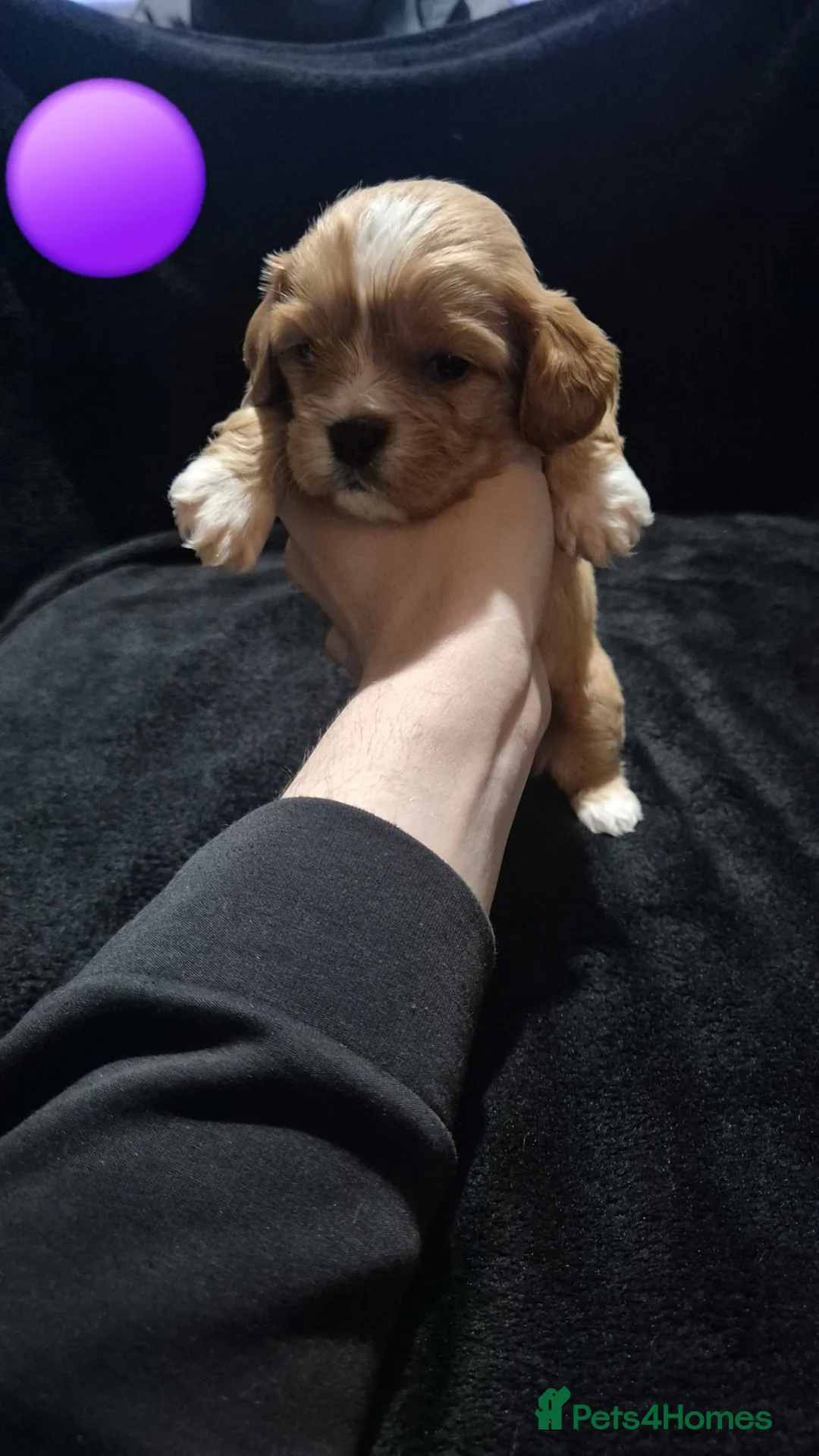 Mixed Breed dogs for sale: Cava tzu puppies - Advert 5