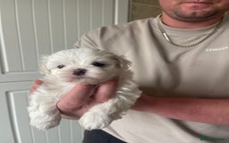 Maltese dogs for sale: Adorable Korean Maltese x Malshi puppies 🐾 - Image 8