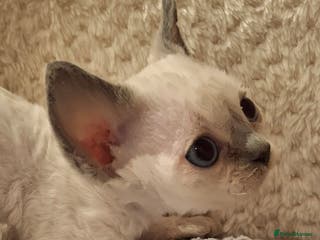Devon Rex cats 🌸 Wonderful Devon Rex Kittens FIFE registered 🌸 - Advert 4