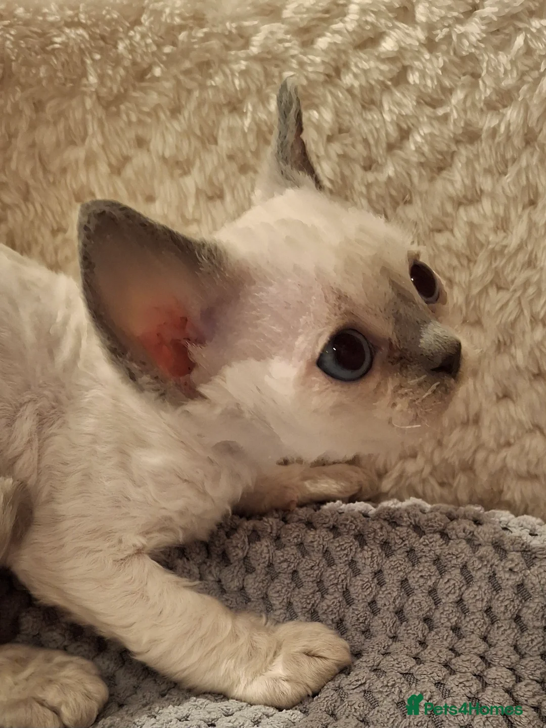 Devon Rex cats for sale: 🌸 Devon Rex with blue eyes FIFE registered  🌸 - Advert 15