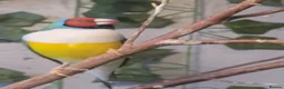 Finches birds for sale: gouldian finch - Advert 2