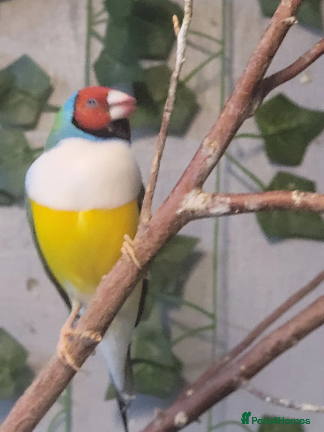 Finches birds for sale: gouldian finch - Advert 2