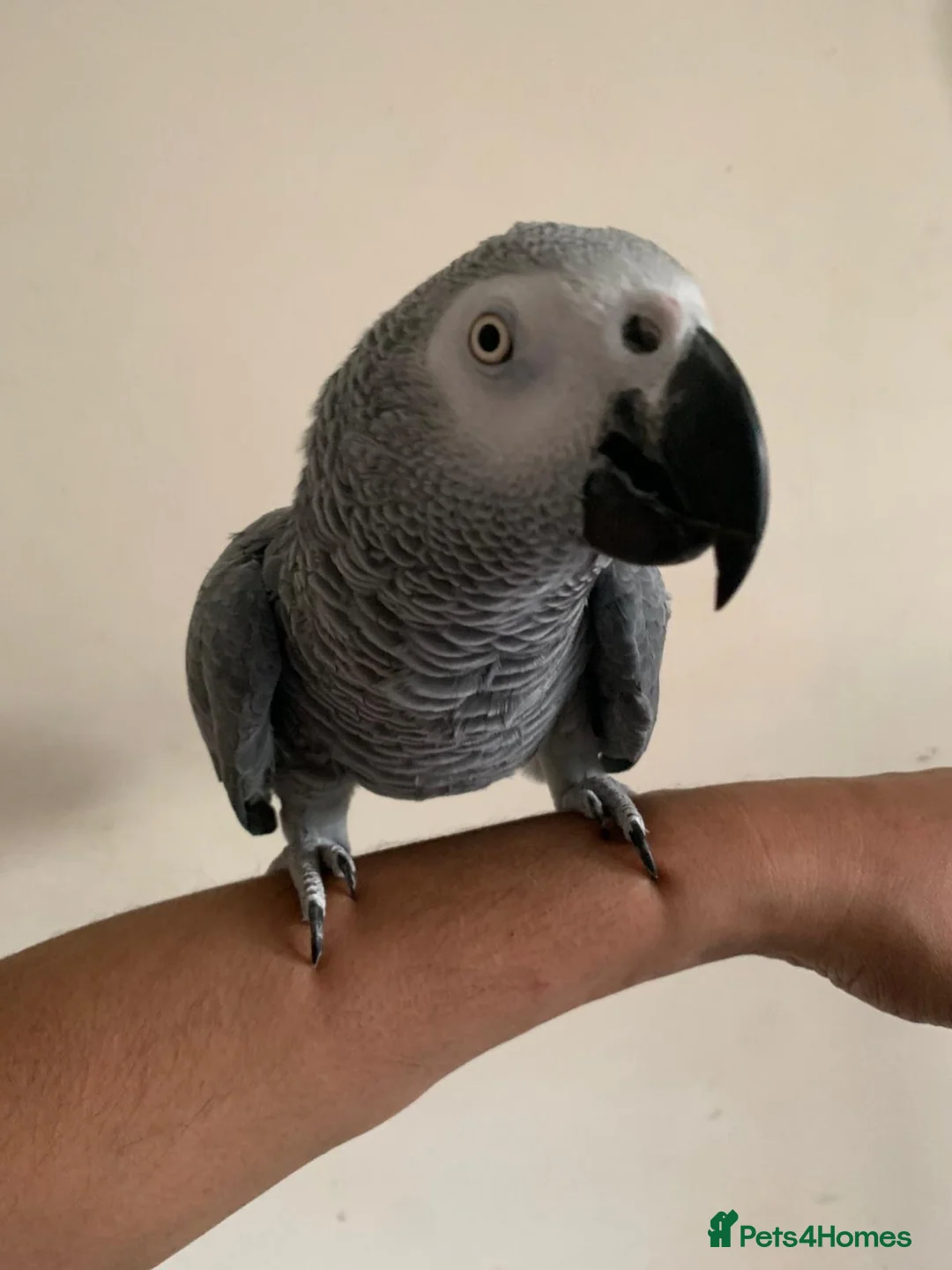 Parrots birds for sale: Tame and talkative African grey parrot  - Advert 2