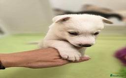 Siberian Husky dogs for sale: Stunning Pure siberian husky pups - Image 20