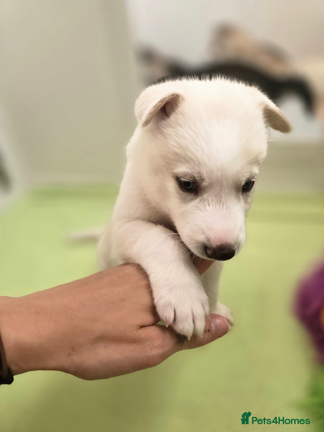 Siberian Husky dogs for sale: Stunning Pure siberian husky pups - Image 20