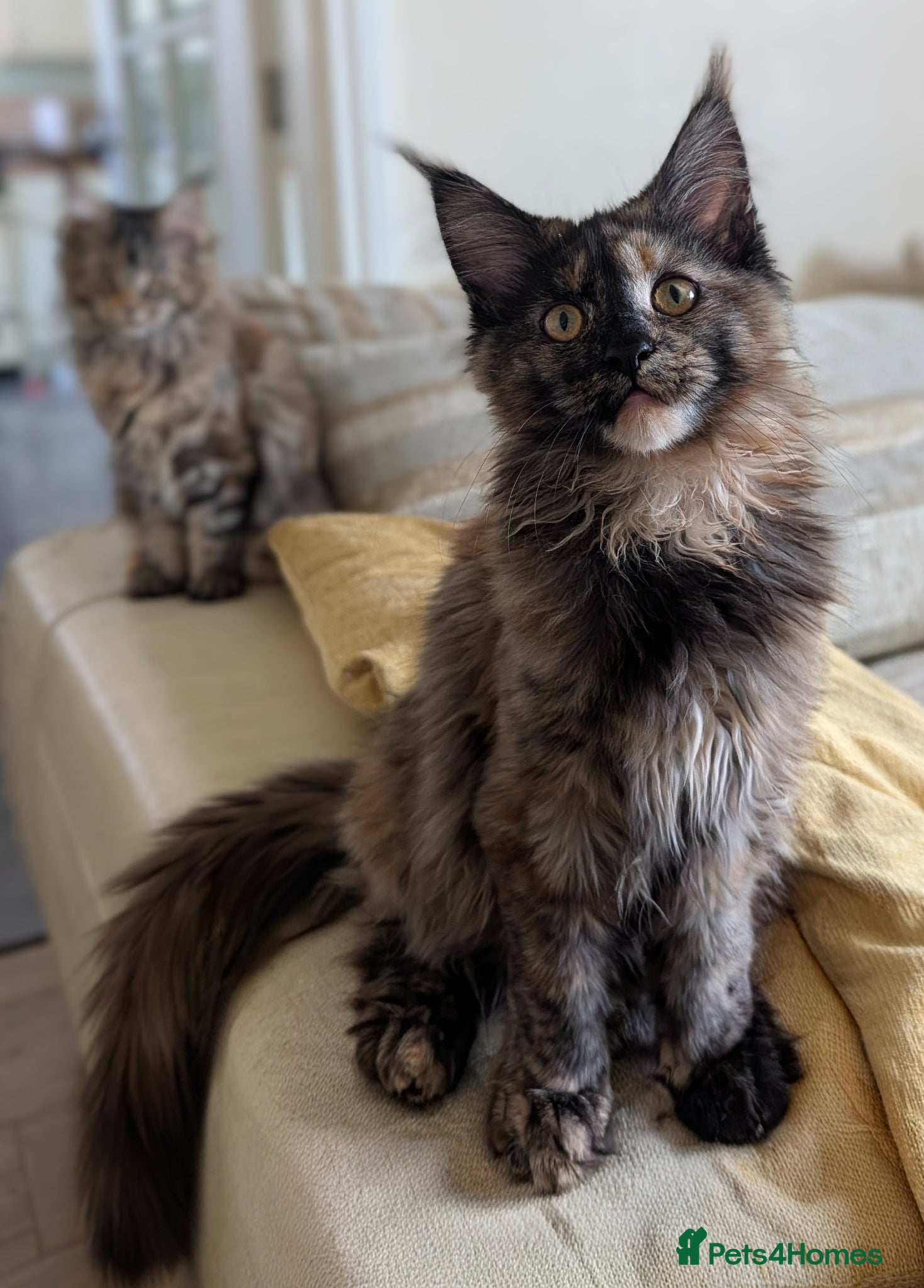 Maine Coon cats 2 beautiful girls - Advert 1
