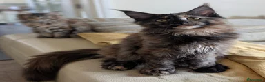 Maine Coon Kitten 2