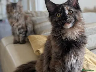 Maine Coon cats 2 beautiful girls - Advert 1