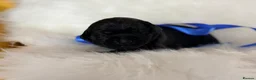 Labrador Retriever dogs for sale: Exceptional Health-Tested Purebred Labrador Puppys - Advert 13