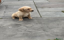 Goldador dogs for sale: Gorgoeus Goldador’s-Health Tested  - Image 18