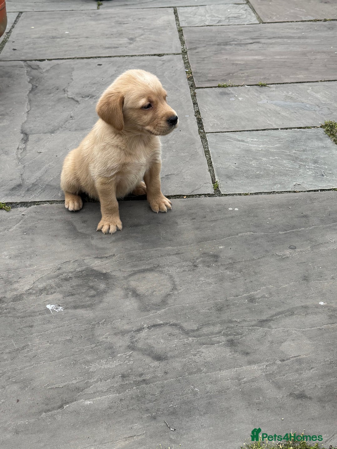 Goldador dogs for sale: Gorgoeus Goldador’s-Health Tested  - Image 18